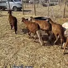 سواكني طليان حمري جذعان