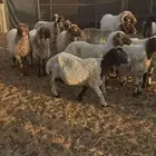 غنم نعيم مضاريع ودفيع