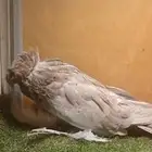 بخارى تم البيع
