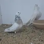 زوج غزار صافي مصري منتج