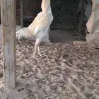 ديك باكستاني رفيع