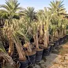 فروخ جثايث نقايل حيش فسايل للبيع