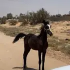 مهر عربي