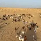 دجاج