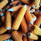 حب ذره (حبش) للبيع