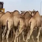 قعدان فل الفل مفاريد للبيع