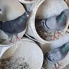 حمام زاجل للبيع 100 زوج وحولها