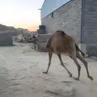 3 قعدان وبكره للبيع