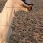 تيس بيشي أكحل