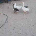 وز بلدي