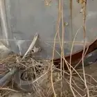 تانكي تريله