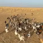 مزا