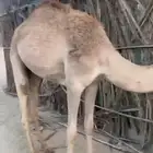 بكره بلدي للبيع