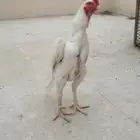 شامو الماني هزاز