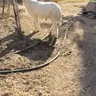 طلي نجدي ابيض
