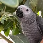 كاسكو مفقود فالرياض مكافأة لمن يجده