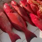 سمك طازج ولذيذ حق اليوم اطلبه ونوصلك للبيت