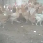 دجاج بلدي بياض شباب شرط صحه ونظافه وتحصينات ريش تام