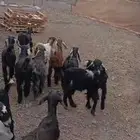 تيوس وجفار مندي