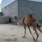 بكره وحشوان للبيع