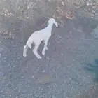 خرفان دواغير