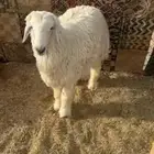 للبيع اضاحي حري ونجدي شمال الرياض طريق ابو بكر