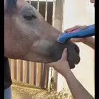مكاين خيل سويسري هنجر