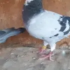 زاجل قطري