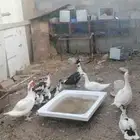 بط بلدي للبيع على السوم حضان