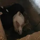 الارانب ذكور فقط عمرها اكبر من سنة بصحة ممتازه