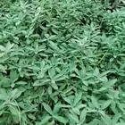 ميراميه خضراء