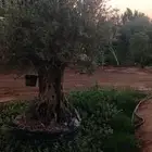 اشجار زيتون