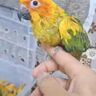 صن كنيور
