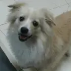 موصل طيور حيونات اليفه امنات