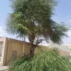 قطع الاشجار قص الاشجار