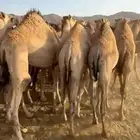 قعدان كفو زوجات ومبادي