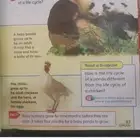 مدرس انجلش تأسيس و متابعه جميع المراحل