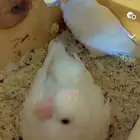 البينو زوج للبيع