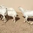 للبيع غنم نعيمي عددها 100راس ومعزا وغنم رفيد وتيوس
