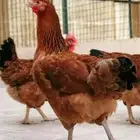 دجاج تركي فاخر تب التب