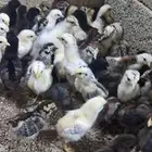 صوص بلدي وفيومي