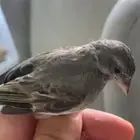 انثى ياسمين (تم البيع)