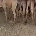 قعدان كفو زوجات ومبادي