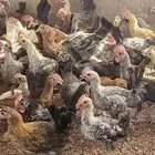 دجاج بشاير   ديوك