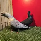 حمام قرقاطي منتج