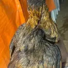 دجاج ميوالي سنفور