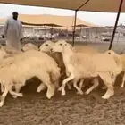 سلام عليكم نعرض لكم غنم حري رخال صنف حرش جروم دفيع