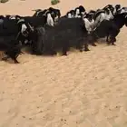 للبيع معزا عوارض فاااخره العدد19بالفحل