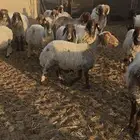 للبيع. الي يبي يفرد ولا يبي جمله