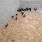 صوص دجاج لامبورغيني او اندونسي